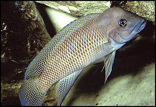 Neolamprologus petricola